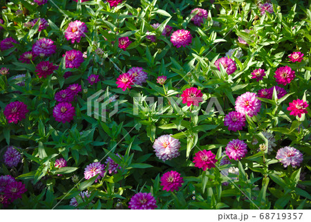 pink and purple flowers blooming garden summer 68719357