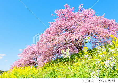 南伊豆町・下賀茂の河津桜 68719594