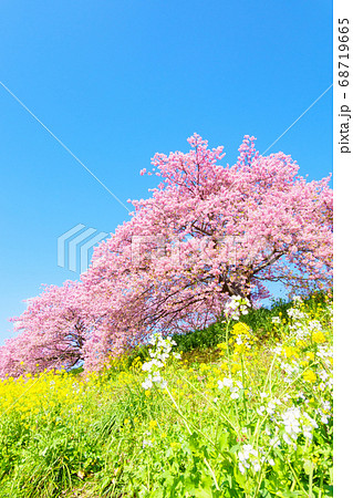 南伊豆町・下賀茂の河津桜 68719665