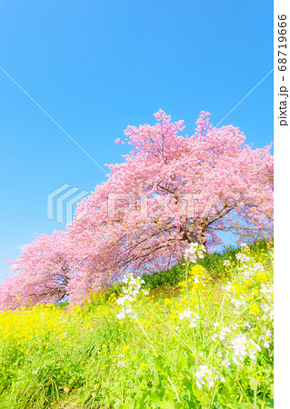 南伊豆町・下賀茂の河津桜 (ソフトフォーカス) 南伊豆町・下賀茂の河津桜 (ソフトフォーカス) 68719666