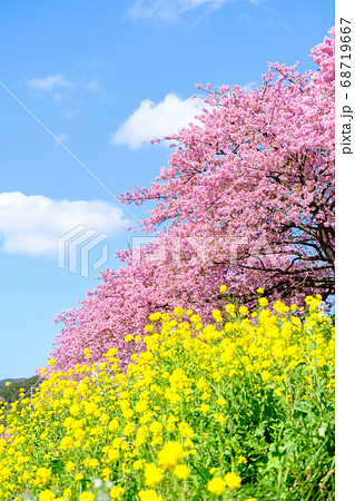 南伊豆町・下賀茂の河津桜 南伊豆町・下賀茂の河津桜 68719667