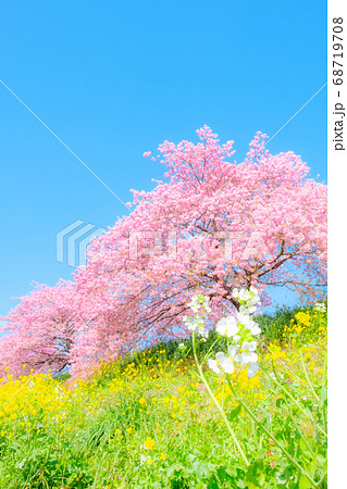 南伊豆町・下賀茂の河津桜 (ソフトフォーカス) 南伊豆町・下賀茂の河津桜 (ソフトフォーカス) 68719708