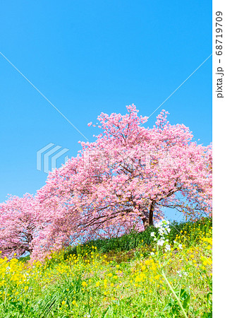 南伊豆町・下賀茂の河津桜 68719709
