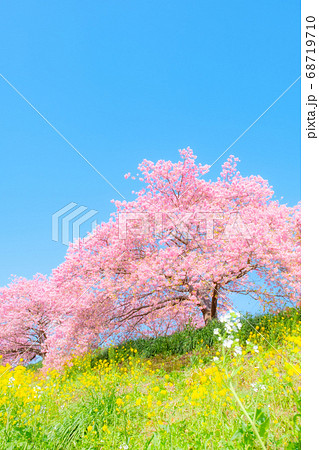 南伊豆町・下賀茂の河津桜 (ソフトフォーカス) 南伊豆町・下賀茂の河津桜 (ソフトフォーカス) 68719710