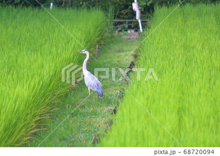 青田と獲物を探すアオサギ 青田と獲物を探すアオサギ 68720094
