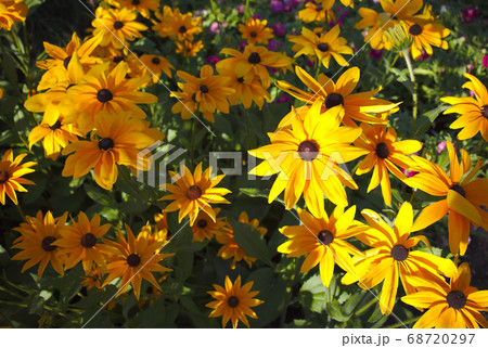 yellow daisies flowers in bloom floral flowerbed 68720297