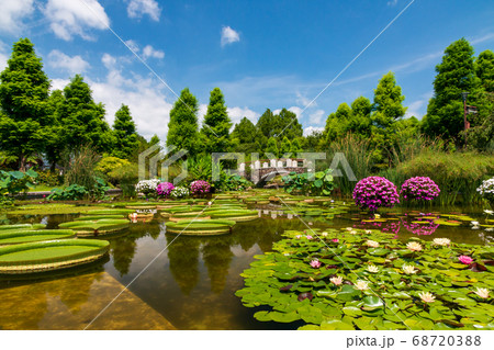 みずの森　パラグアイオニバス 68720388