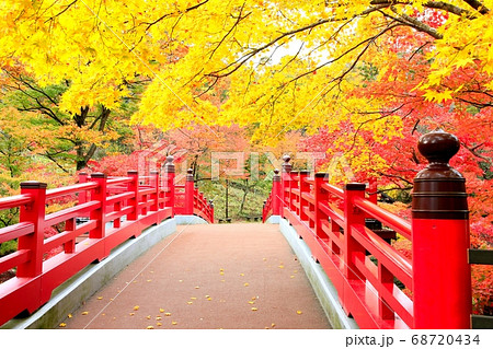 弥彦公園もみじ谷の紅葉 弥彦公園もみじ谷の紅葉 68720434