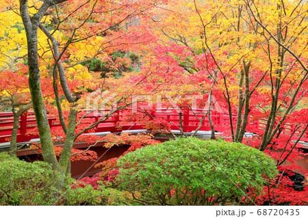 弥彦公園もみじ谷の紅葉 68720435