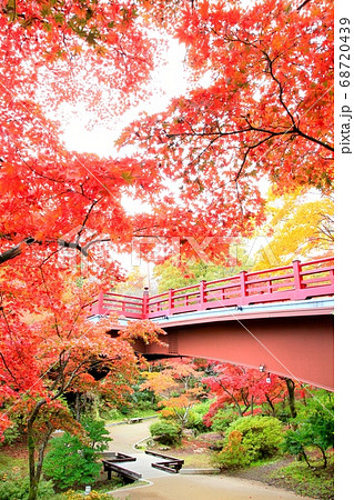 弥彦公園もみじ谷の紅葉 弥彦公園もみじ谷の紅葉 68720439