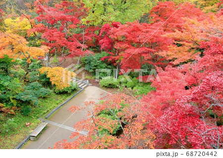 弥彦公園もみじ谷の紅葉 弥彦公園もみじ谷の紅葉 68720442