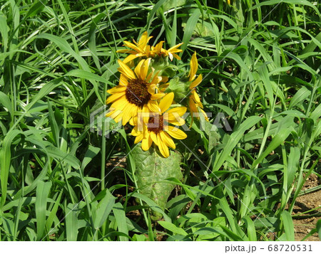 夏の花といえば黄色いヒマワリ・これはミニヒマワリ 夏の花といえば黄色いヒマワリ・これはミニヒマワリ 68720531