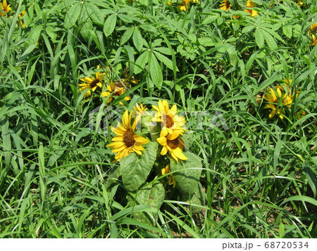 夏の花といえば黄色いヒマワリ・これはミニヒマワリ 夏の花といえば黄色いヒマワリ・これはミニヒマワリ 68720534
