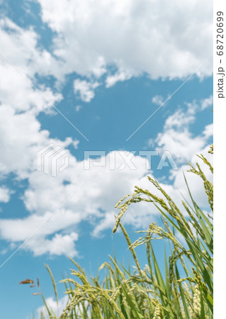 夏の稲(8月) 夏の稲(8月) 68720699