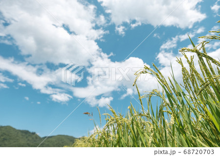 夏の稲（8月） 68720703