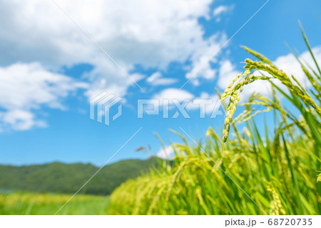 夏の稲（8月） 68720735