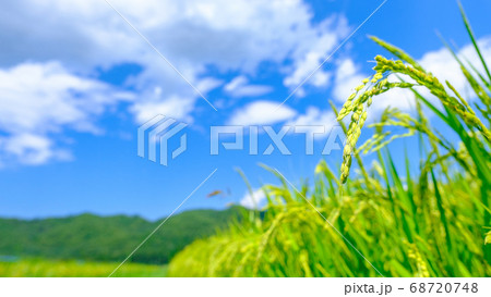 夏の稲(8月) 夏の稲(8月) 68720748