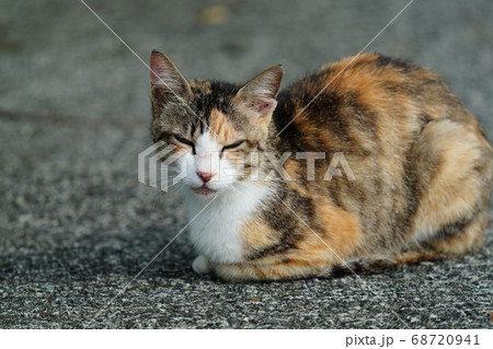 三毛猫野良猫が朝ご飯を持って来るおじさんを待つ姿 68720941