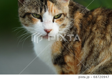 三毛猫野良猫が朝ご飯を持って来るおじさんを待つ姿 三毛猫野良猫が朝ご飯を持って来るおじさんを待つ姿 68720947