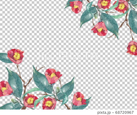 水彩の椿のイラスト 68720967