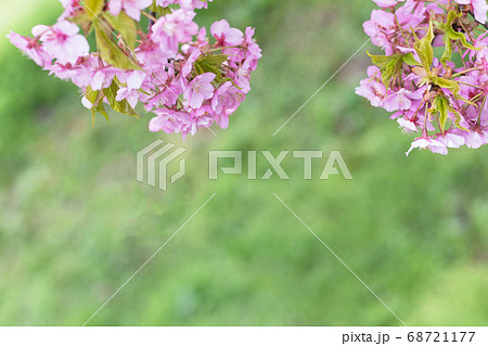 桃色と緑で日本の春イメージ　可愛い春イメージ 68721177