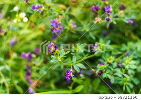 Alfalfa blooms with purple flowers growing animal Alfalfa blooms with purple flowers growing animal 68721360