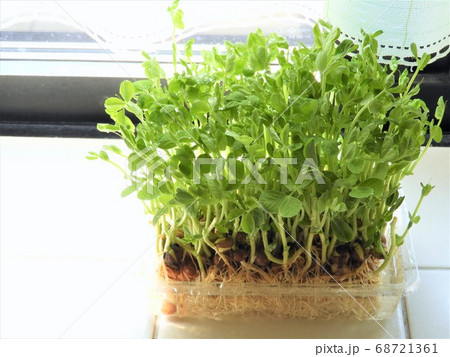 豆苗2 豆苗2 68721361