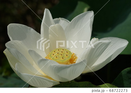 8月 調布540ハス(白蓮)・スイレン科・神代植物公園 8月 調布540ハス(白蓮)・スイレン科・神代植物公園 68722273