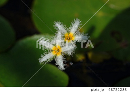 8月　調布529ガガブタ･ミツガシワ科･神代植物公園 68722288
