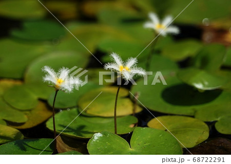 8月　調布523ガガブタ･ミツガシワ科･神代植物公園 68722291