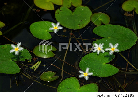 8月　調布520ガガブタ･ミツガシワ科･神代植物公園 68722295