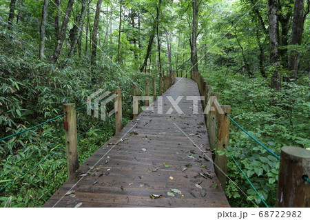 戸隠森林植物園のバリアーフリー木道の写真素材