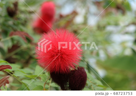 真っ赤な小さなポンポン カリアンドラの花の写真素材