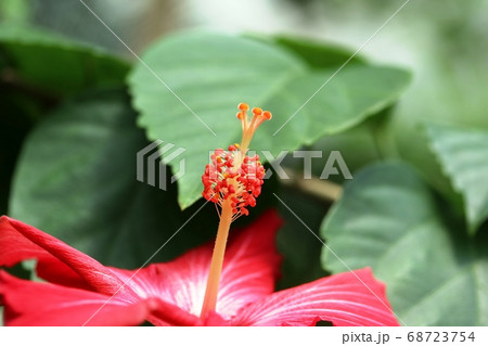 ハイビスカスの雄しべと雌しべが綺麗です！ 68723754