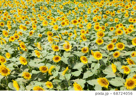 満開のひまわり畑 満開のひまわり畑 68724056