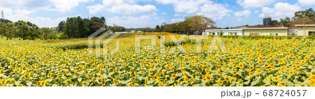 成田ゆめ牧場　満開のひまわり迷路　パノラマ 68724057