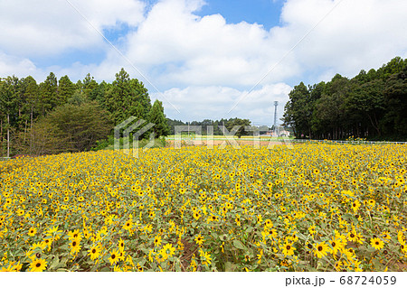 成田ゆめ牧場 満開のひまわり畑の写真素材