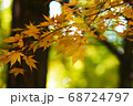 黄色いかえで 68724797