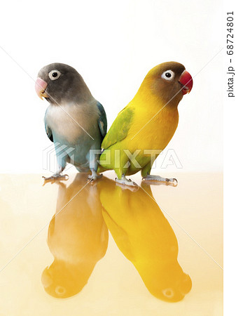 なかよしボタンインコ 68724801