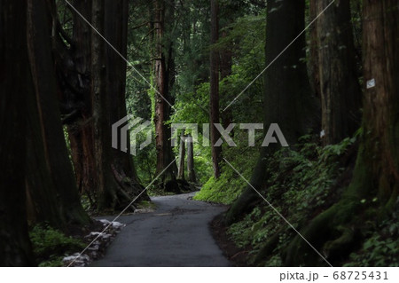 木々に囲まれた一本道 68725431