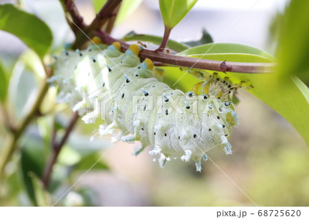 庭で見つけた葉を食べるシンジュサンの幼虫の写真素材