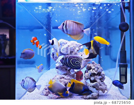 海水魚 海水魚 68725650