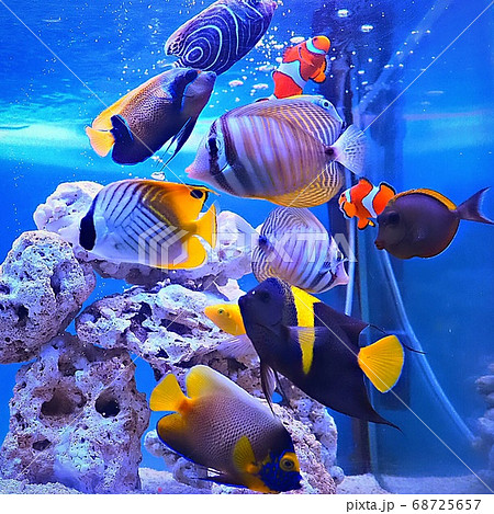 海水魚 海水魚 68725657
