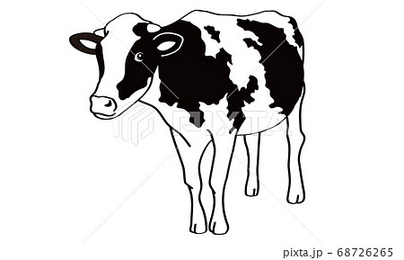 正面から見た白黒の牛の立ち姿のイラスト素材