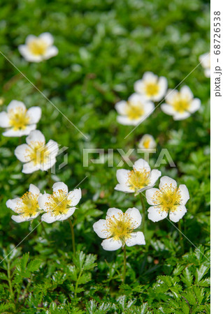 鳥海山の高山植物(チングルマ) 鳥海山の高山植物(チングルマ) 68726538