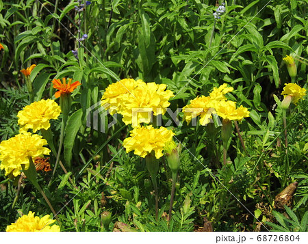 黄色いマリーゴールドの花 黄色いマリーゴールドの花 68726804
