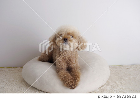 食事を待ってるトイプードルの写真素材