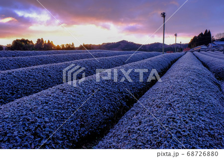 霜の茶畑（奈良県奈良市） 68726880