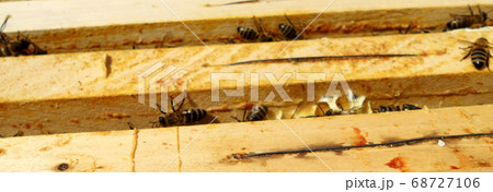 Background hexagon texture, wax honeycomb from a Background hexagon texture, wax honeycomb from a 68727106