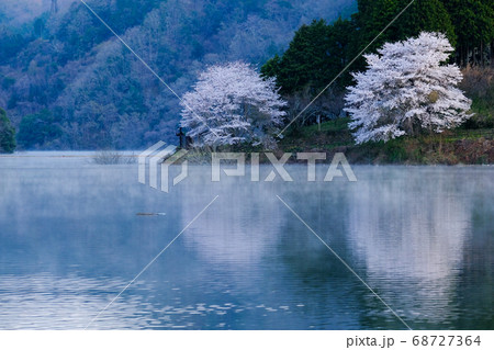 桜咲く月ヶ瀬湖畔 奈良県奈良市 の写真素材